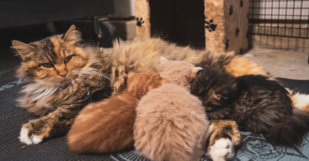 Cleaning a wool rug from pet urine
