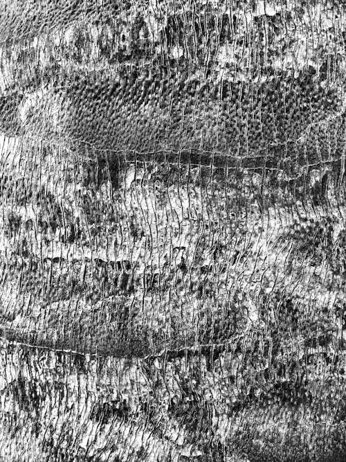 Macro Shot of a Tree's Bark