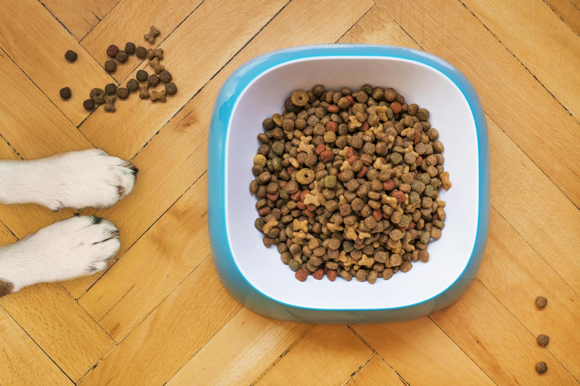 Vue aérienne de nourriture pour chiens dans un bol blanc et bleu