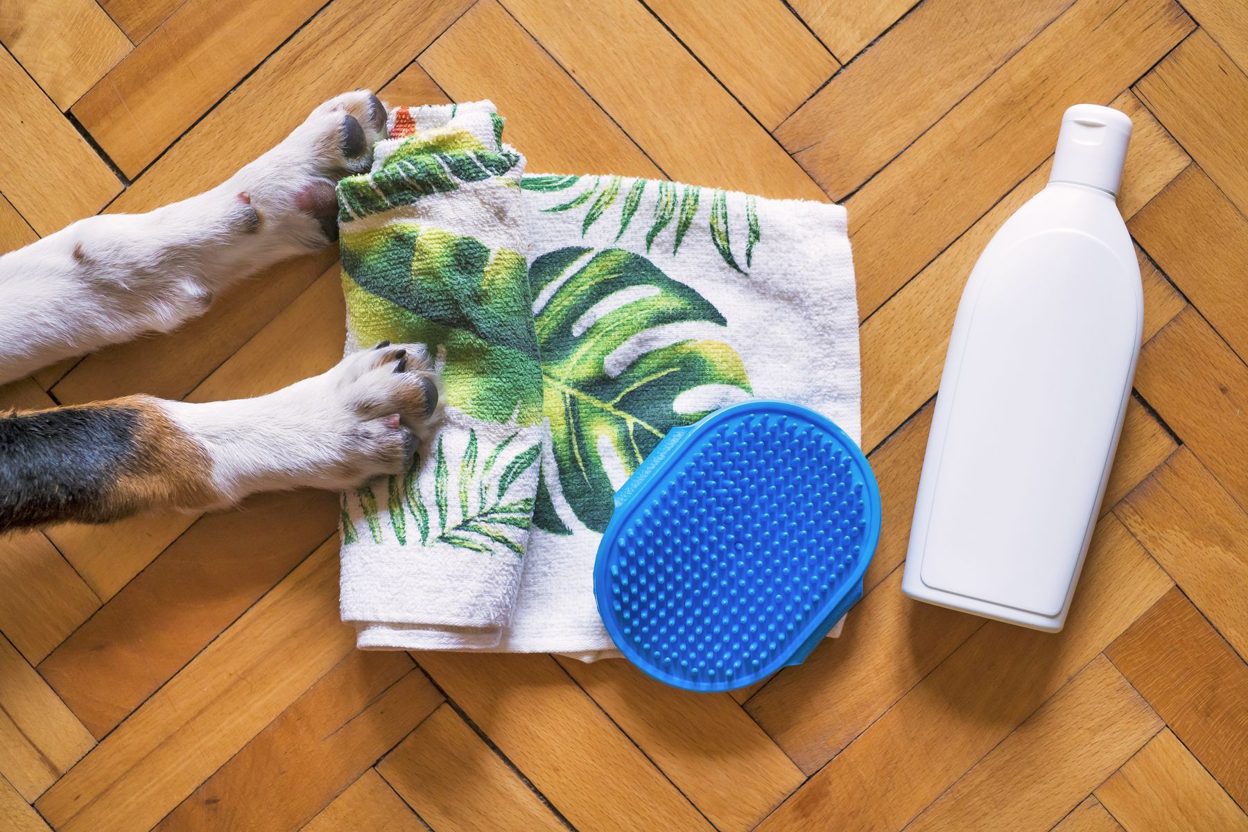 Pet grooming essentials arranged beside a dog for everyday care