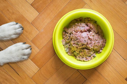 Free stock photo of canned dog food, dog, dog bowl Stock Photo