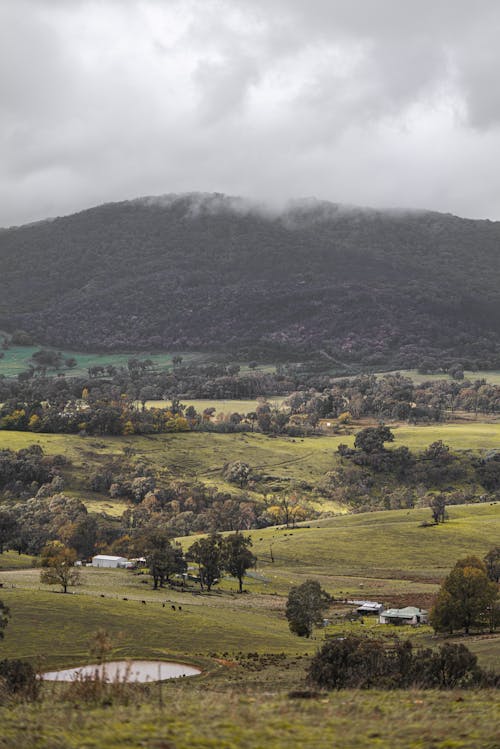 Grass meadow with trees near mount covered with mist under cloudy sky in daytime