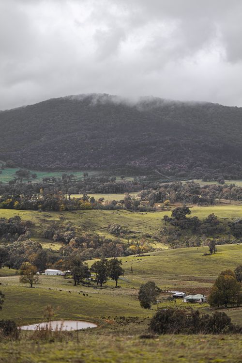 Free Grass meadow with trees near mount covered with mist under cloudy sky in daytime Stock Photo