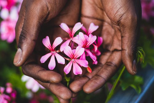 From above of crop unrecognizable African American horticulturist demonstrating pink blossoming flowers with gentle petals in hands