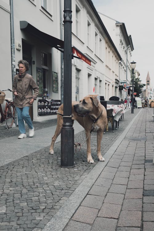 A Brown Dog in a Leash Tied on a Lamp Post