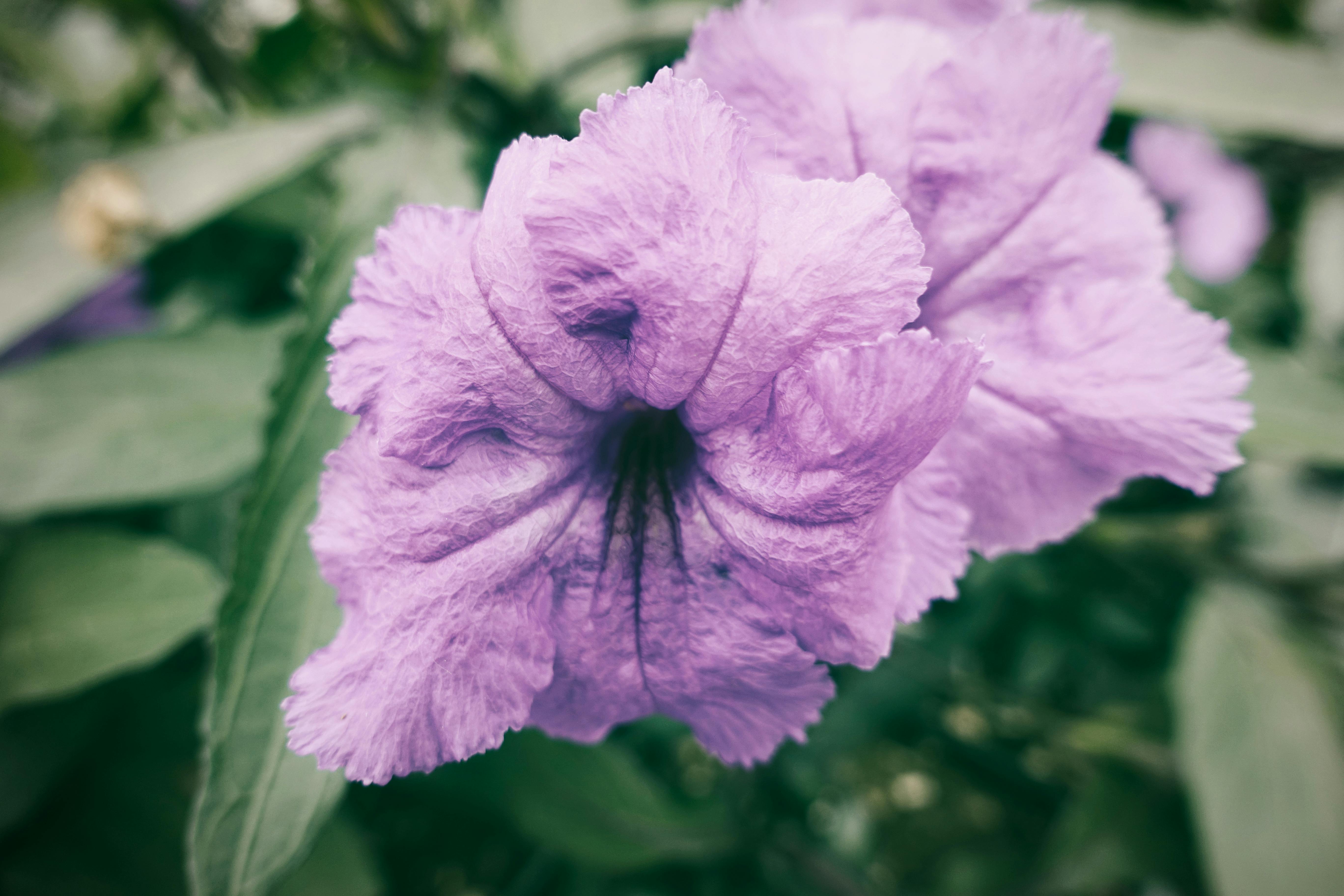 Free stock photo of flower, green, nature