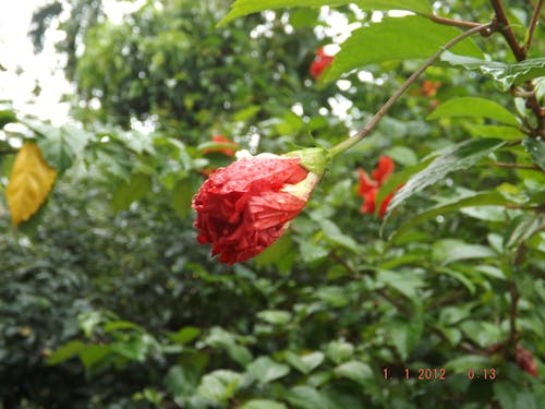 免費 waterdroplet, 中國玫瑰, 廠 的 免費圖庫相片 圖庫相片
