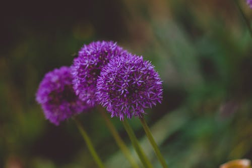 Photos gratuites de allium, brouiller, délicat