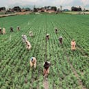 Unrecognizable ethnic agricultural workers on green plantations on farm
