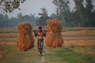African male laborer carrying haystacks on wooden stick while walking on grass meadow behind trees and looking at camera