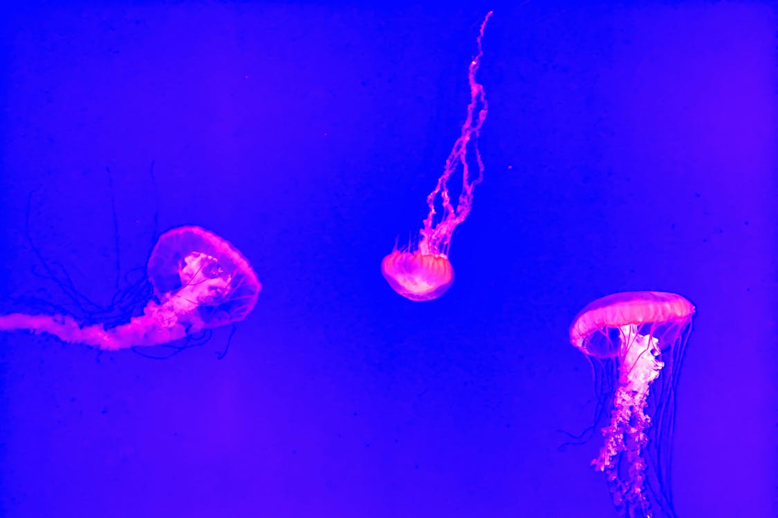 Three Red Jelly Fishes Wallpaper
