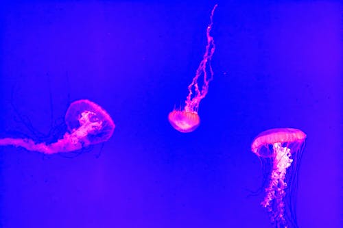 Free Ilmainen kuvapankkikuva tunnisteilla kelluva, meduusa, meri Stock Photo