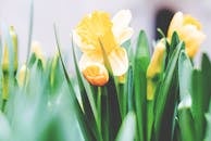 春天的花园里，嫩黄色的水仙花长着绿叶