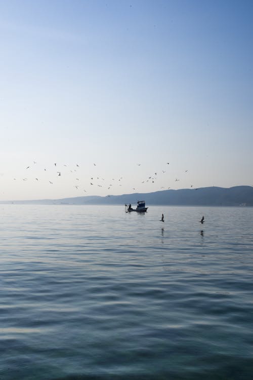 birds_flying, 갈매기, 경치의 무료 스톡 사진