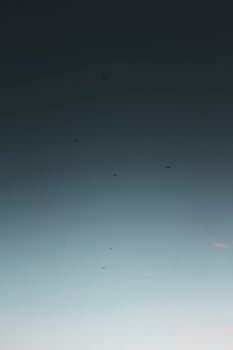 黄昏时分，克罗地亚帕科什塔尼的天空晴朗，鸟儿飞翔的景色宁静祥和