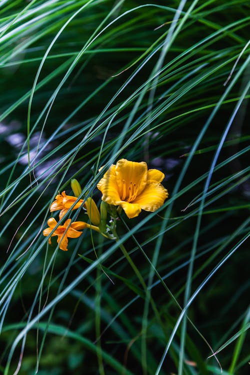 Yellow Flower in Green Grass