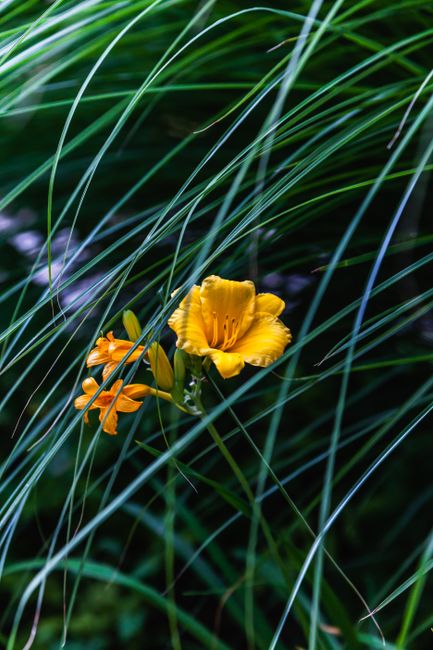 A beautiful yellow daylily surrounded by lush green grass, captured in a serene outdoor setting.