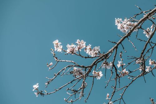 Free Cherry blossoms in bloom with a clear blue sky background, capturing the essence of spring. Stock Photo