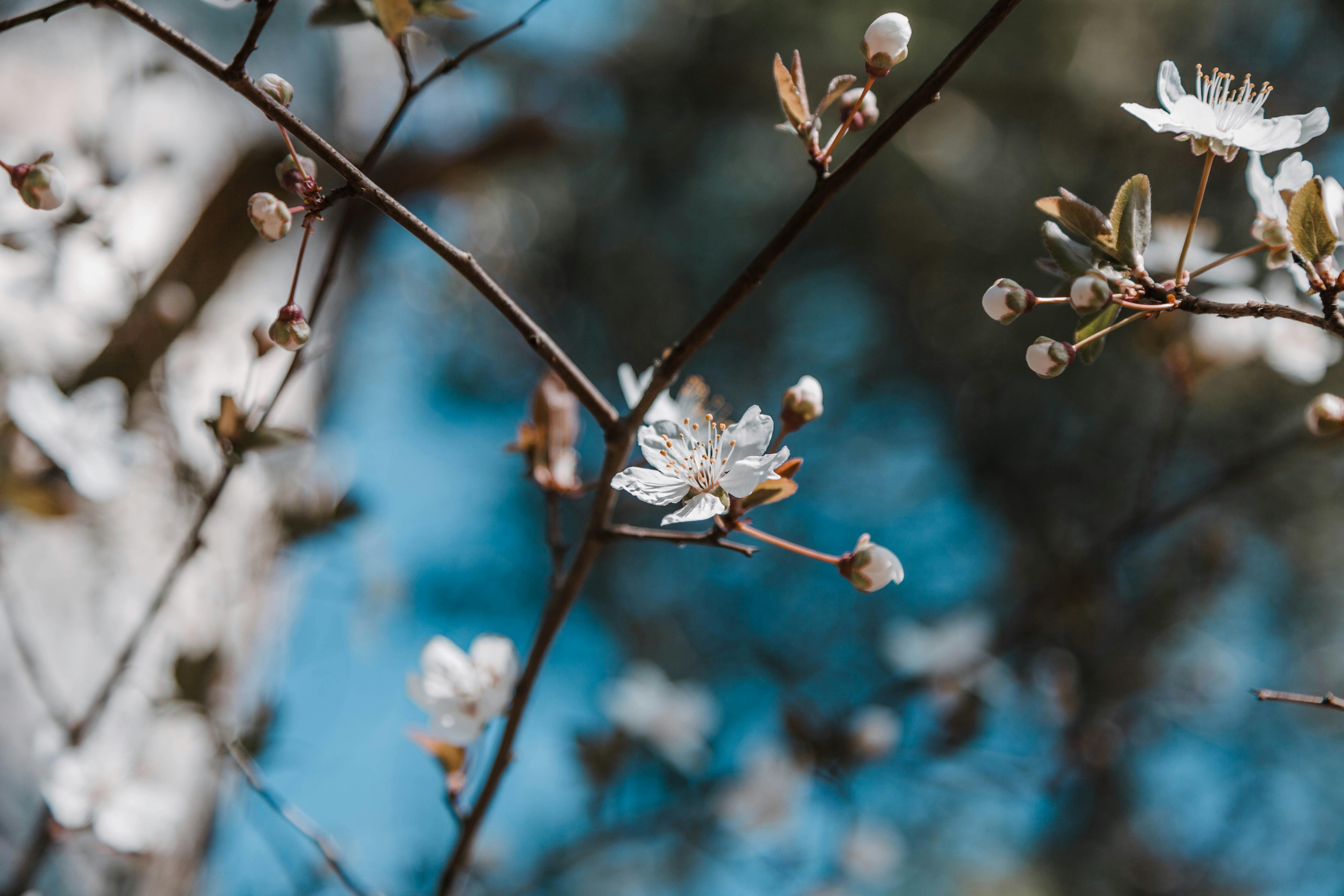 春天，明媚的樱花在蔚蓝的天空下盛开