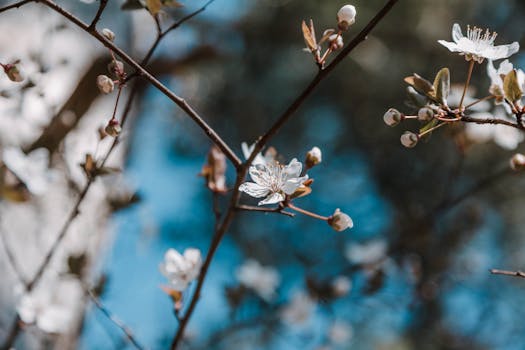 春天，明媚的樱花在蔚蓝的天空下盛开