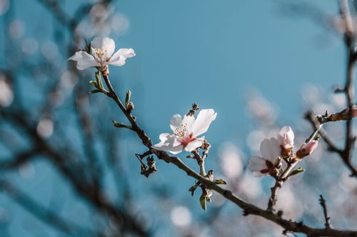 Free Delicate cherry blossoms on a branch against a clear blue sky, signaling the beauty of spring. Stock Photo