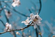 柔和的蓝天下，白色樱花展现出春天的美丽