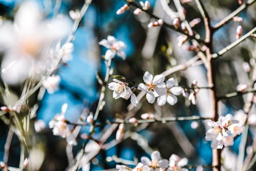 Free White Cherry Blossoms in Bloom on Spring
 Stock Photo
