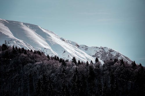 Foto d'estoc gratuïta de a l'aire lliure, arbres, cim