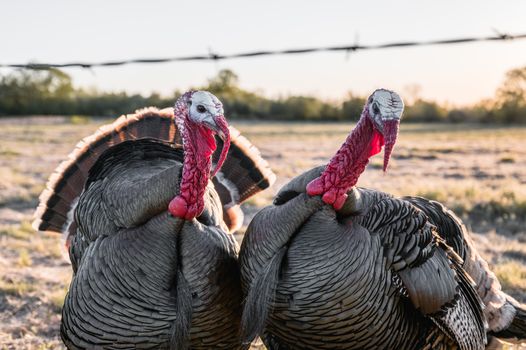 Wild turkey