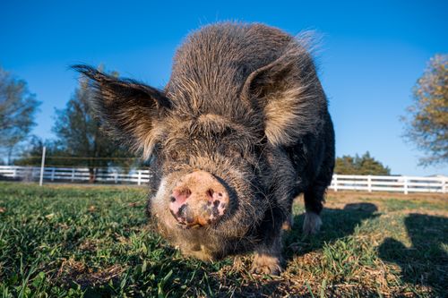 Free Ground level of pig standing on grassy ground under clear blue sky in sunny summer day Stock Photo