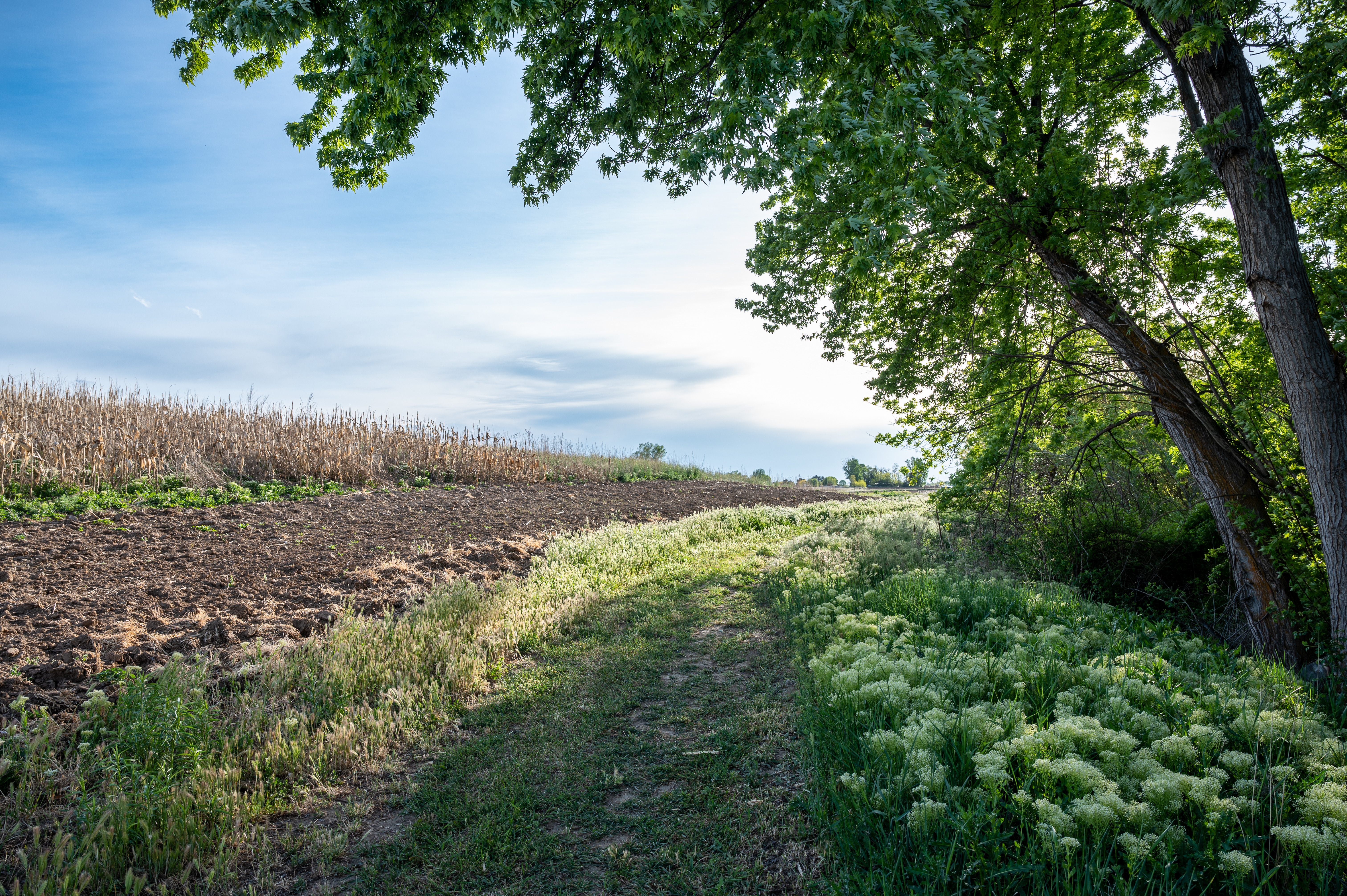 Estonia spends nearly 400,000 fighting invasive hogweed across 2,500 hectares