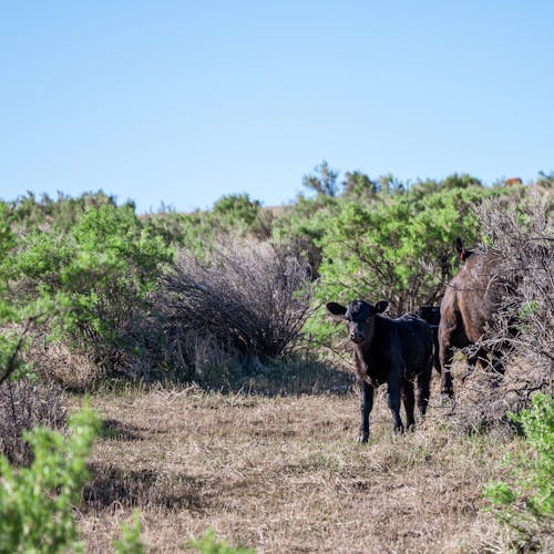 Black calf standing near green plants under clear blue sky in sunny summer day