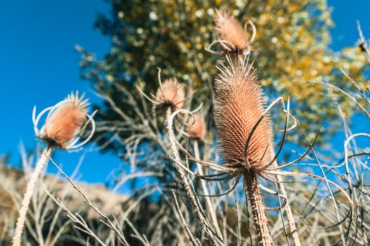 Teasel growing in sunny summer day