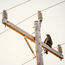 Bird sitting on wooden telegraph pole