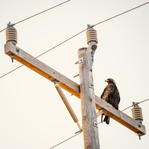 Free Low angle of bird sitting on lumber telegraph pole under gray sky in gloomy weather Stock Photo