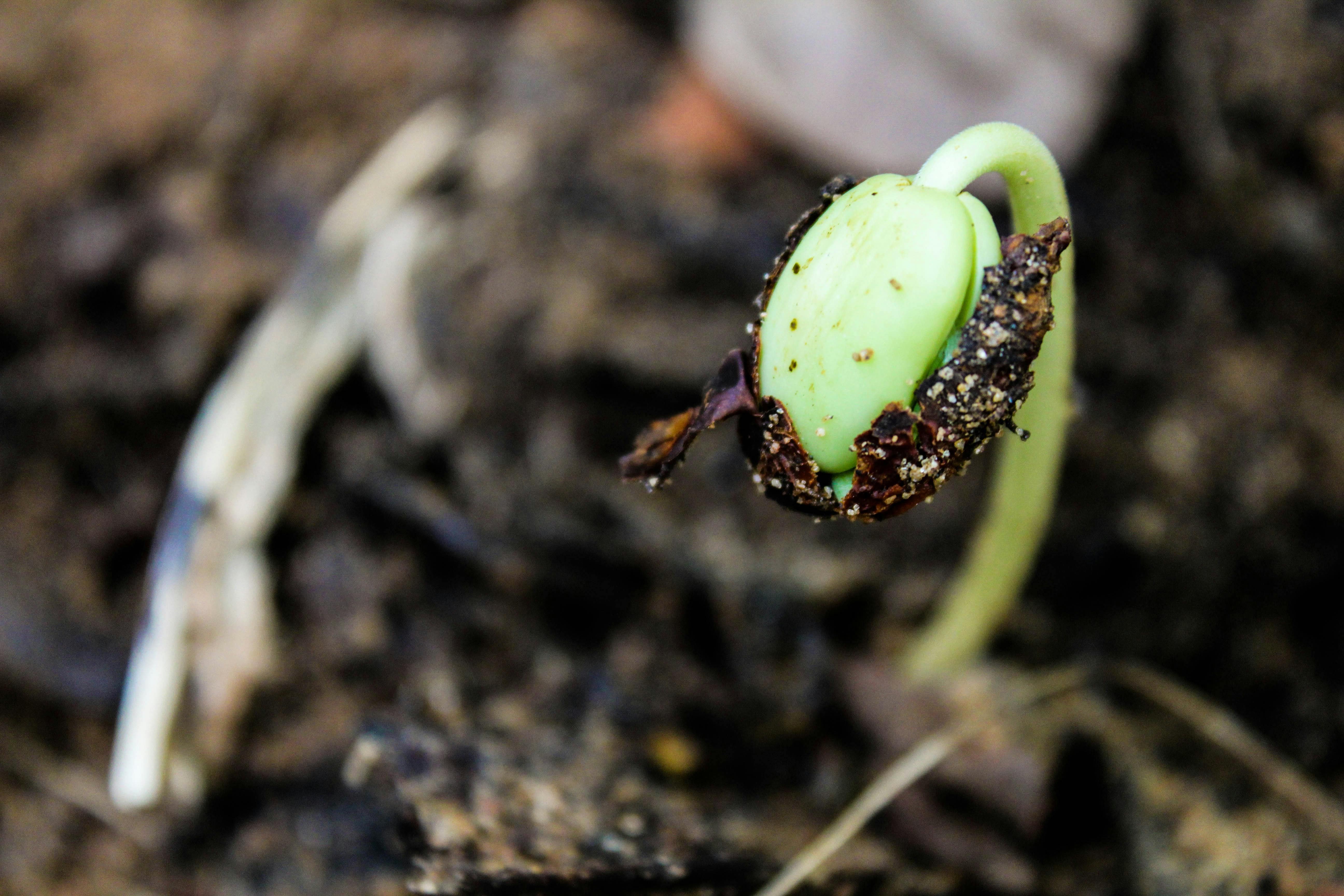 Free stock photo of desktop wallpaper, growth, HD wallpaper