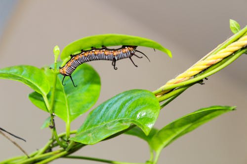 Základová fotografie zdarma na téma hdr, hmyz, příroda
