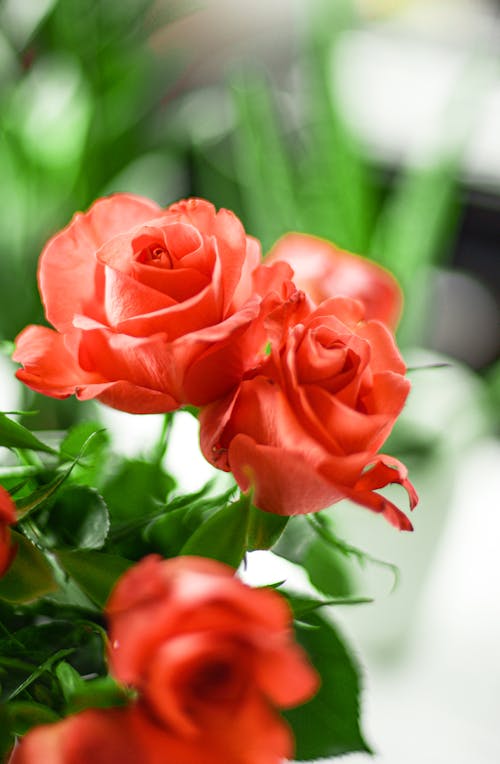ピンクのバラ, 咲く, 垂直ショットの無料の写真素材