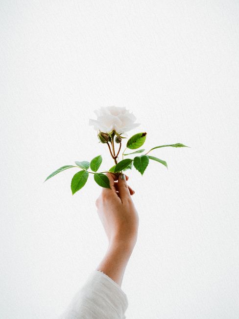 A delicate white rose held gracefully by hand on a minimalist white background, highlighting elegance.