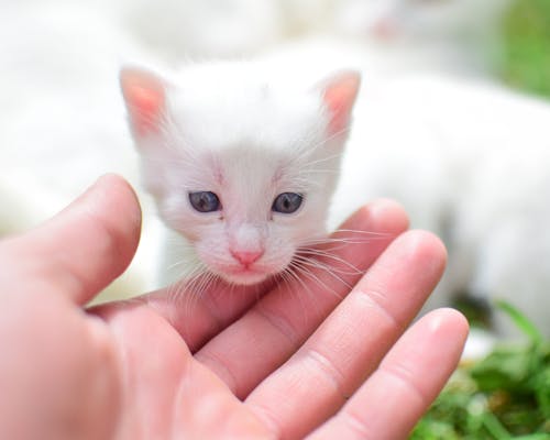 Free High angle of crop unrecognizable person stroking adorable white kitten with blue eyes in park on sunny day Stock Photo