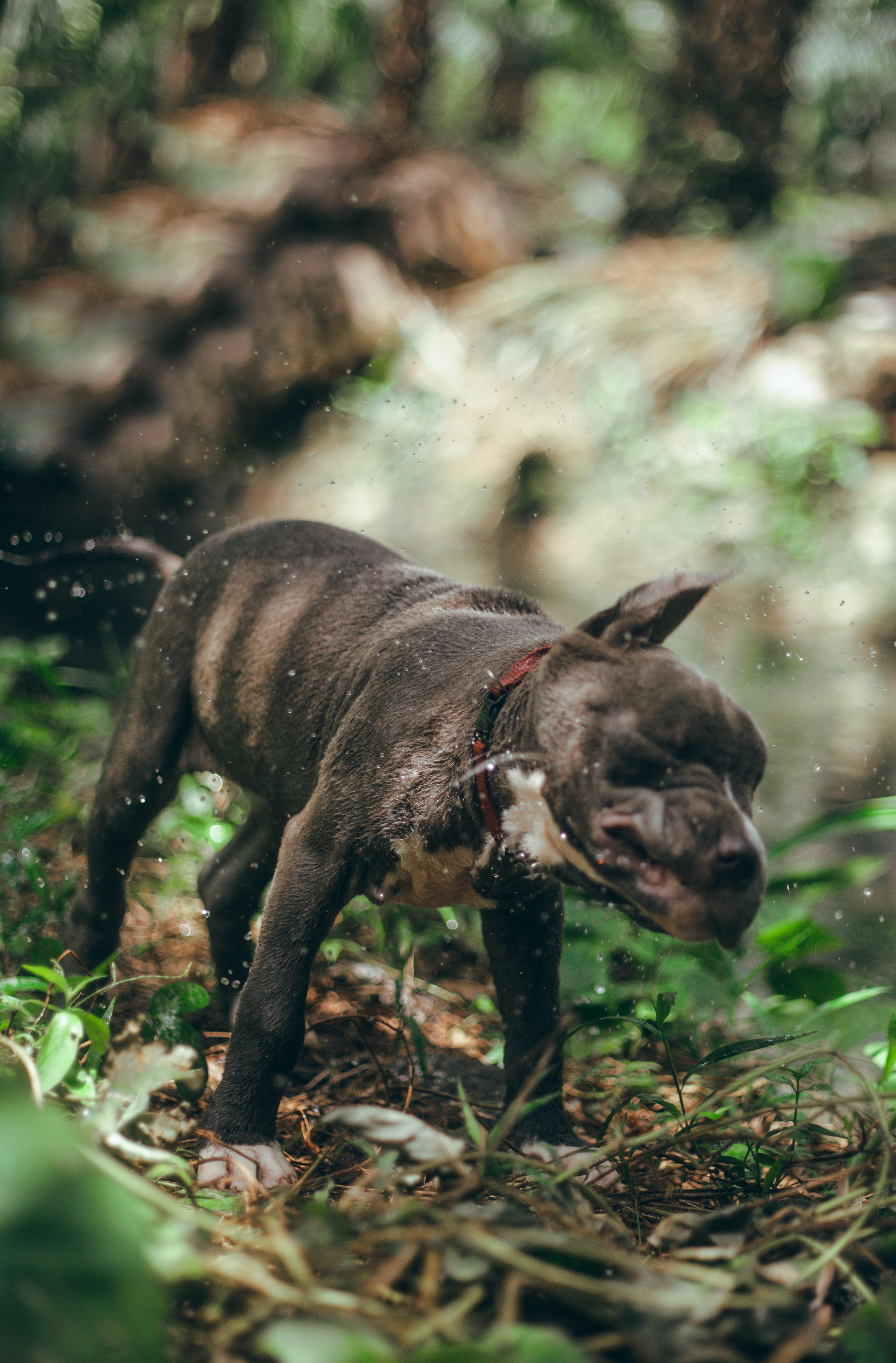 Hund beim Zahnarzt