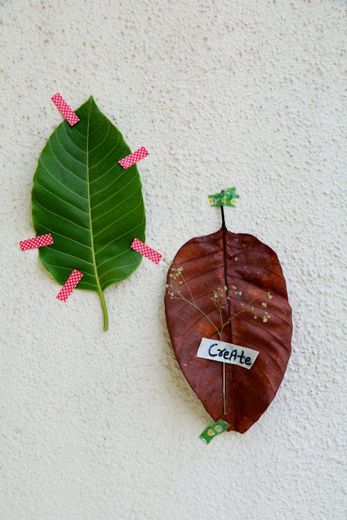 Green and red tree leaves attached to white surface with stickers with create inscription