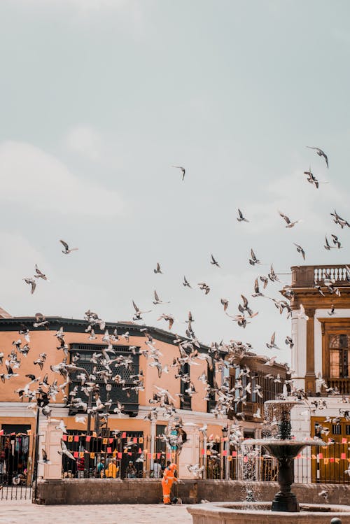 Free Low angle flock of birds soaring over old city square with fountain surrounded by colorful buildings in sunny morning Stock Photo