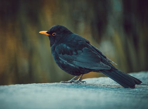 Blackbird in Close Up