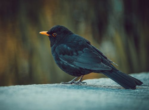 Free Eurasian blackbird perching outdoors in natural habitat. Ideal for wildlife imagery. Stock Photo