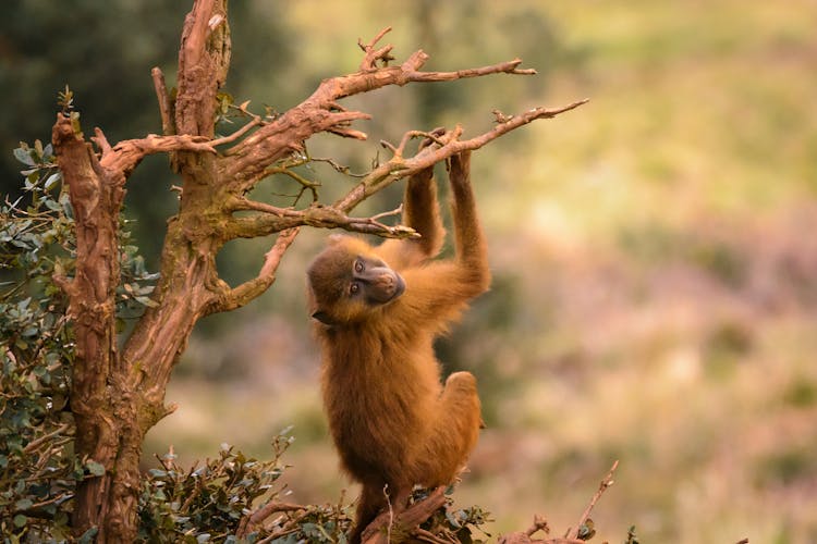 Small Macaca Mulatta Monkey Hanging On Tree In Park