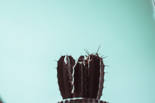 以青色天空为背景，突出仙人掌尖锐刺的艺术特写，展现自然之美