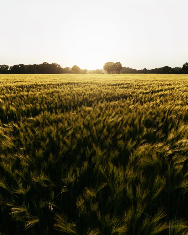 Golden wheat field at sunset