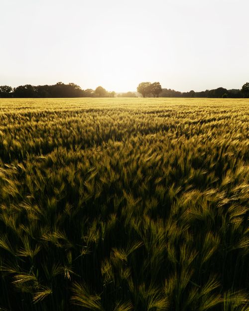 Free Sunset over a golden wheat field in rural Gescher, Germany. Tranquil summer landscape. Stock Photo