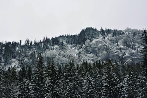 Green Pine Trees on Mountain